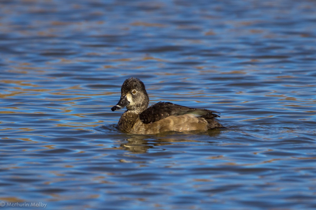 Ring-necked Duck - Mathurin Malby