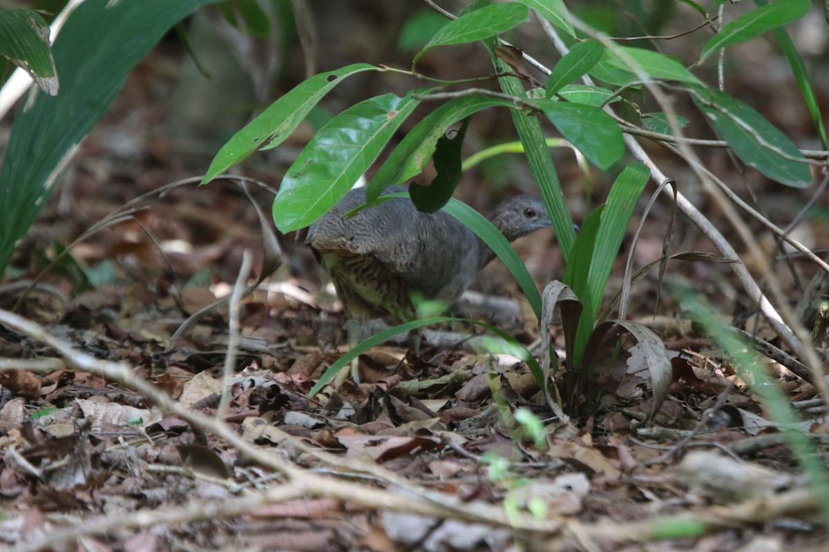 Undulated Tinamou - Ian Thompson