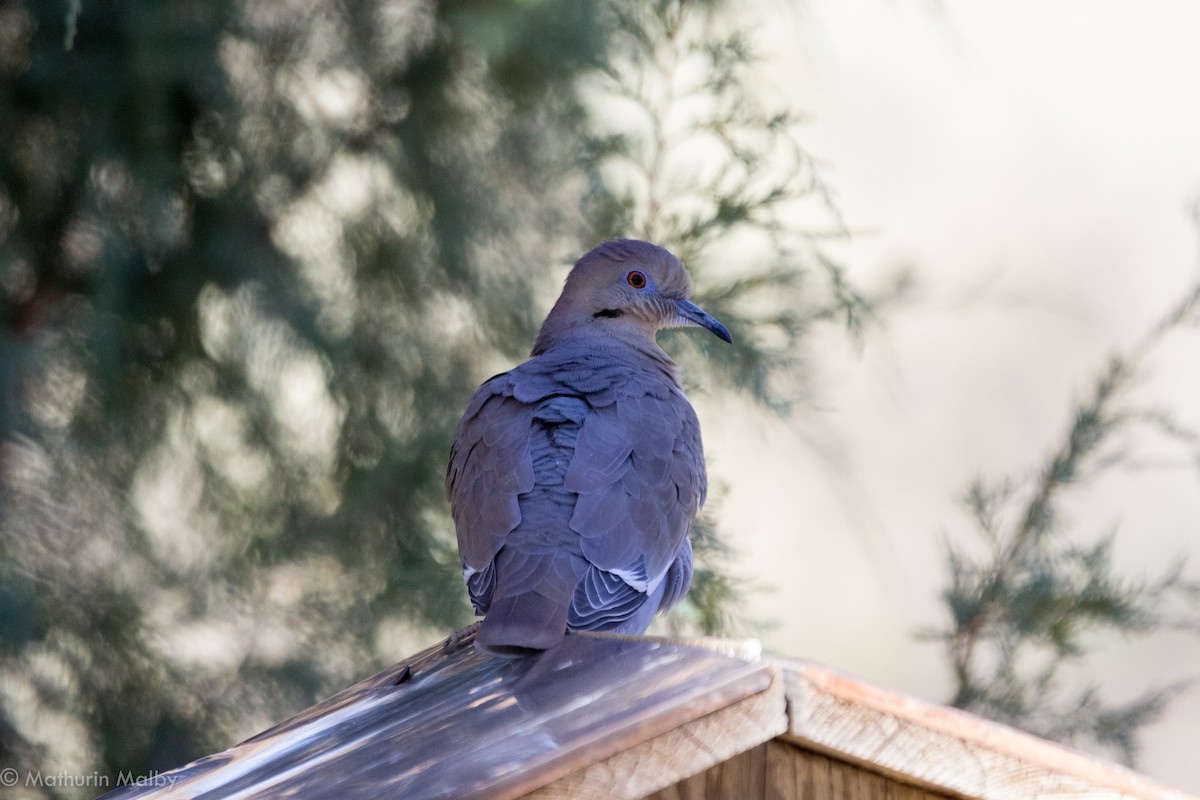 White-winged Dove - Mathurin Malby