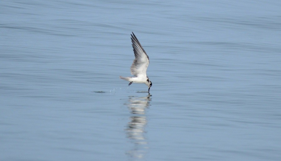 Black Tern - ML75591501