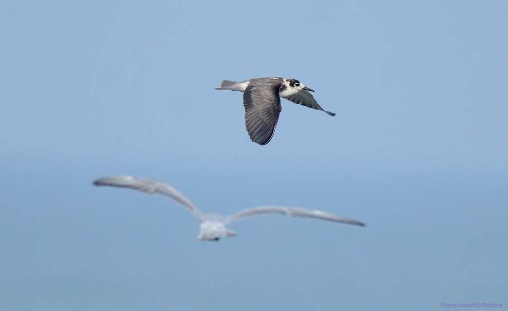 Black Tern - ML75591511