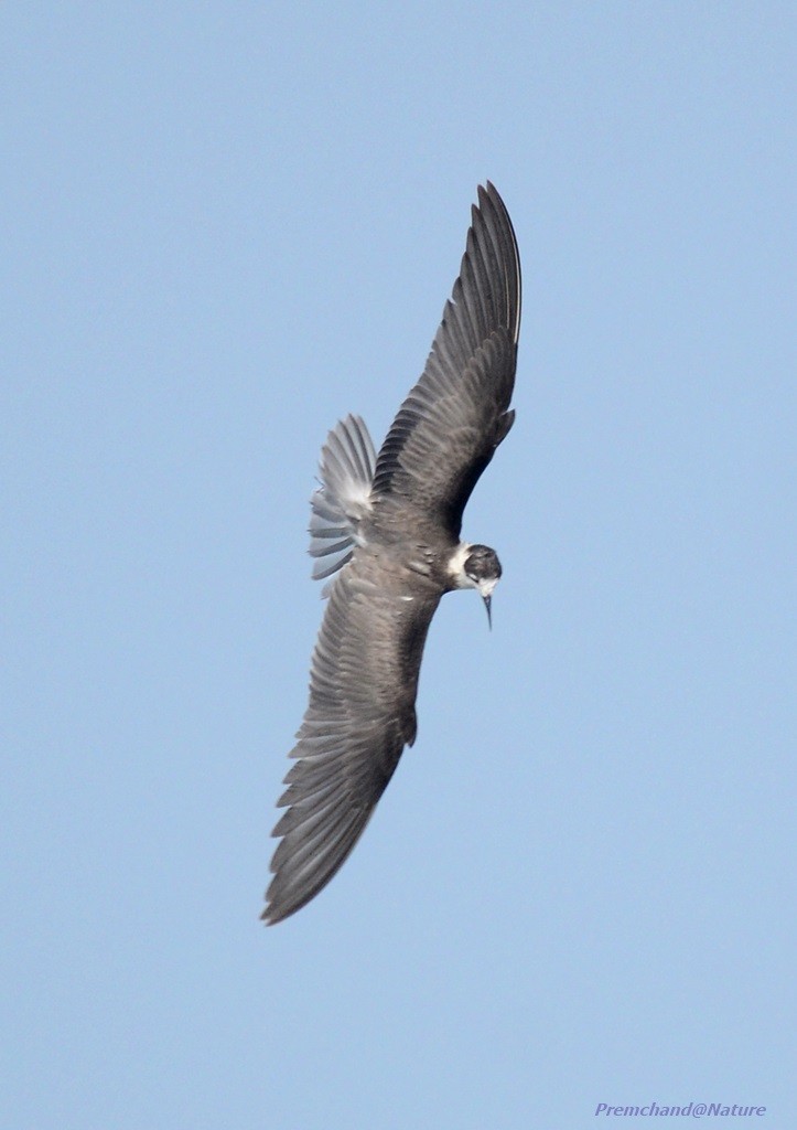 Хилэн хараалай - ML75591541