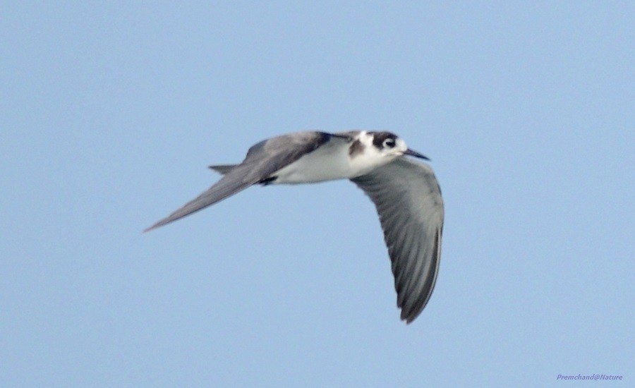 Хилэн хараалай - ML75591551