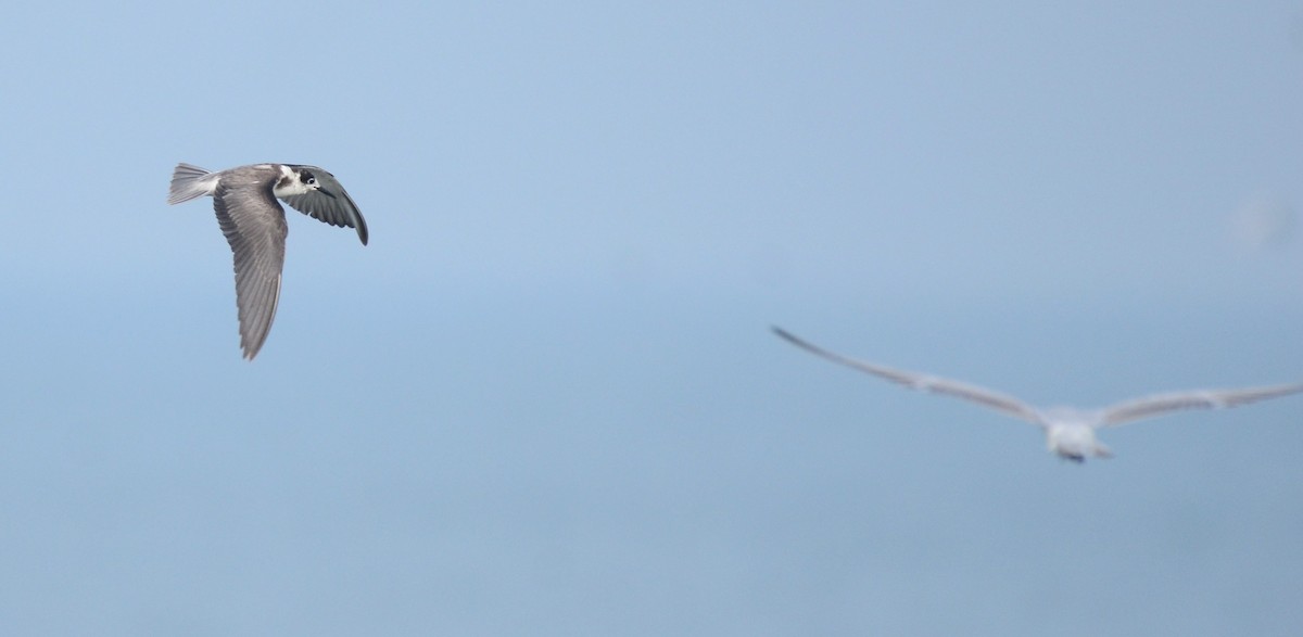 Black Tern - ML75591561