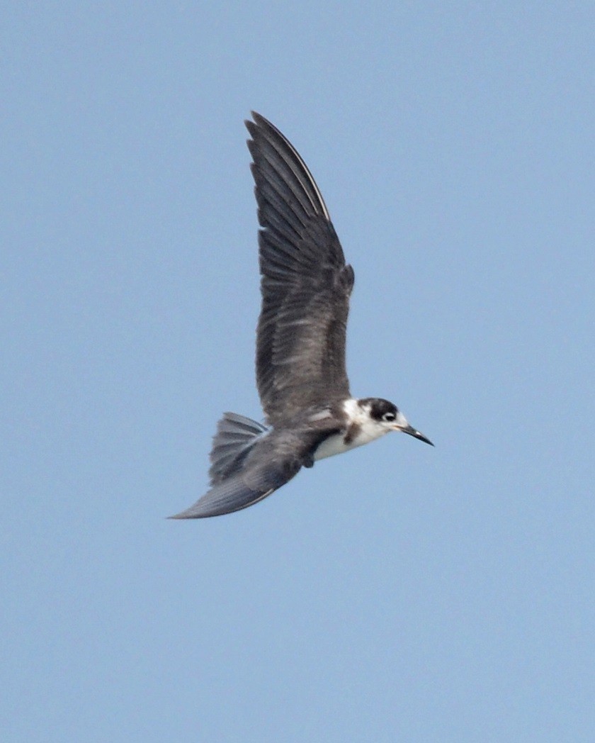 Black Tern - ML75591571