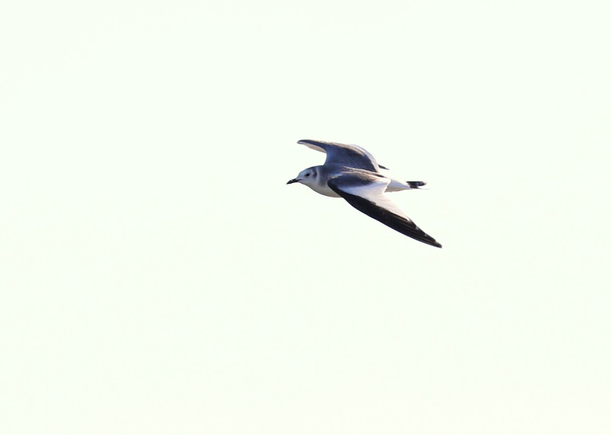 Sabine's Gull - ML75591821