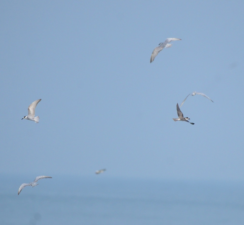 Black Tern - ML75592131