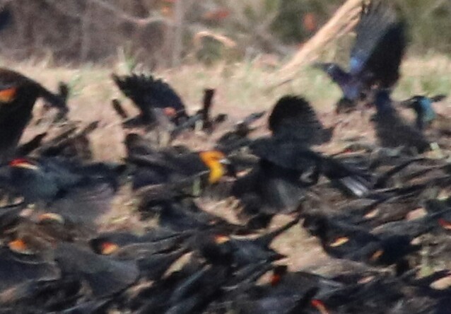 Yellow-headed Blackbird - ML75600321