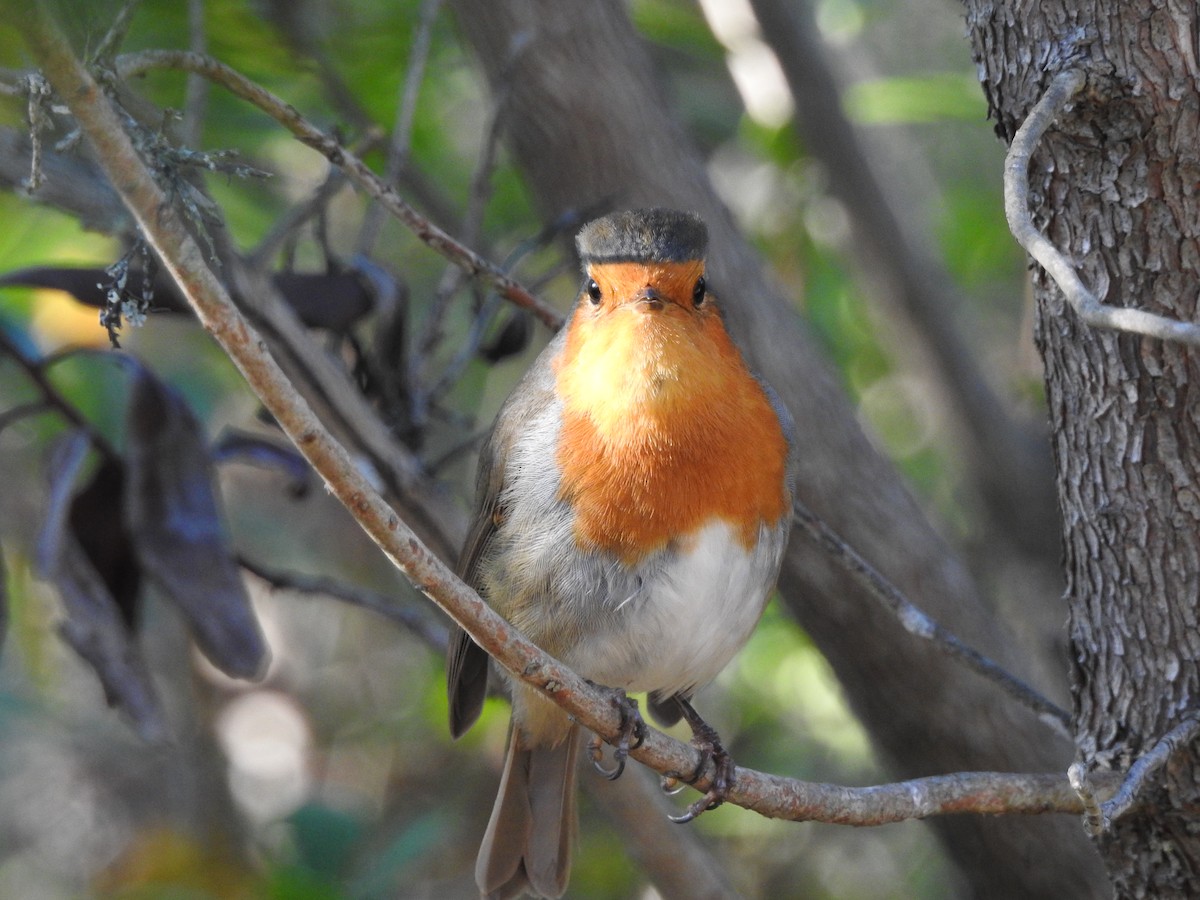 European Robin - Teresa Cohen