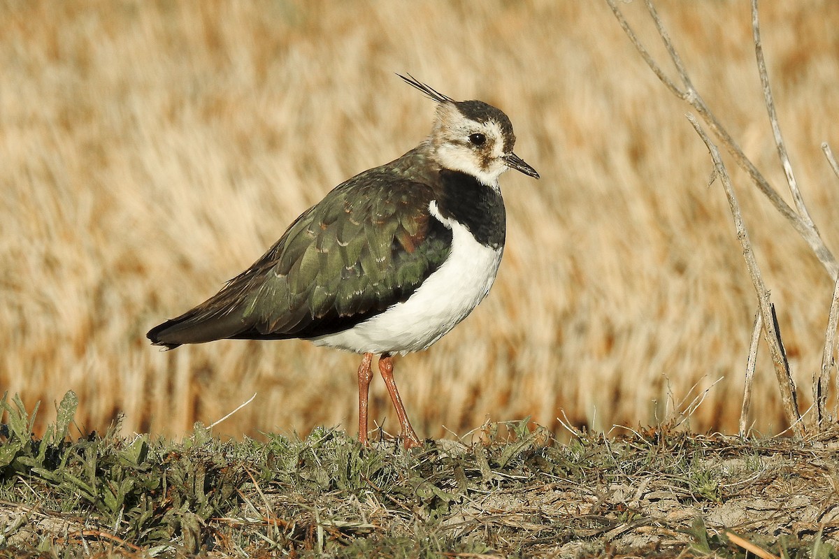 Northern Lapwing - Bruno Santos