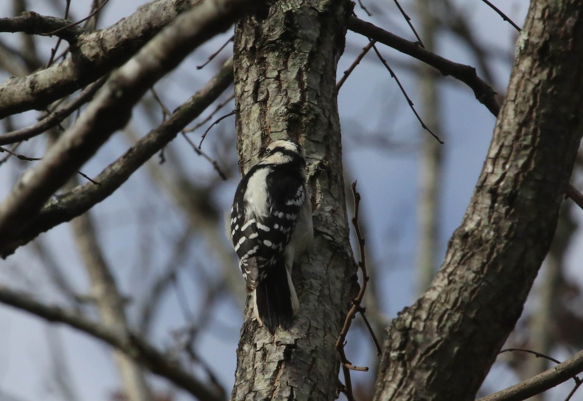 Downy Woodpecker - ML75602961