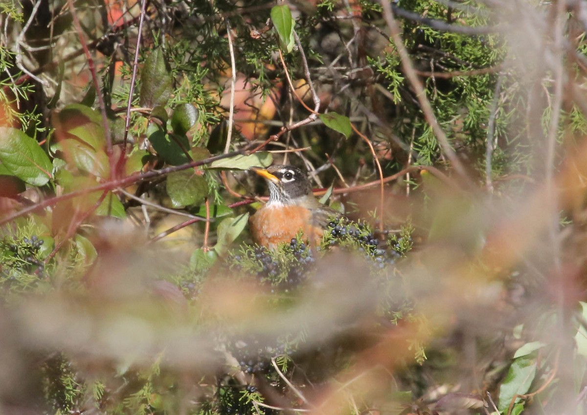 American Robin - Phil Kenny