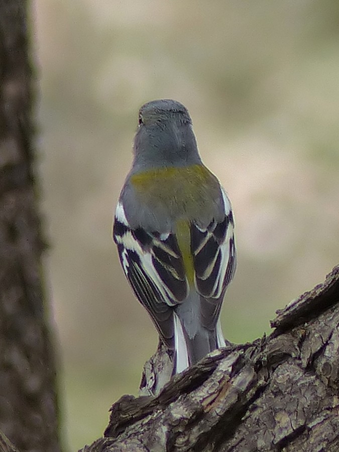 African Chaffinch (Tunisian) - ML75605241