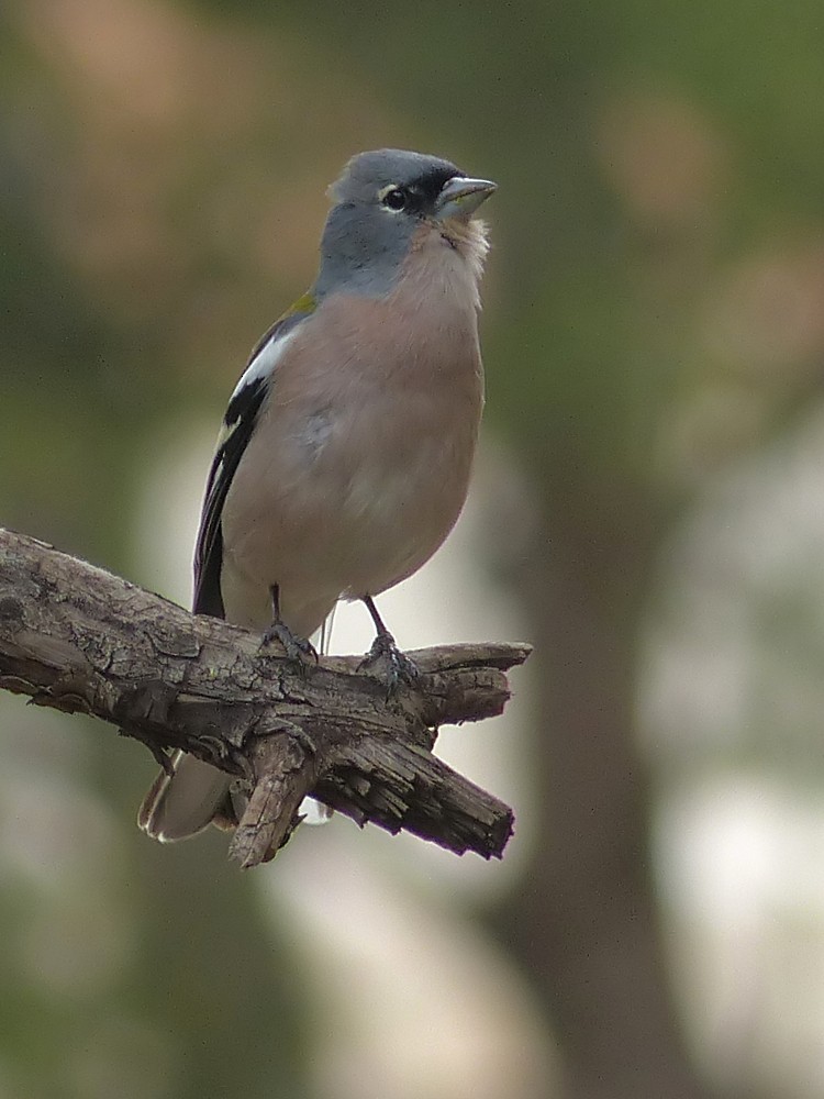 African Chaffinch (Tunisian) - ML75605251