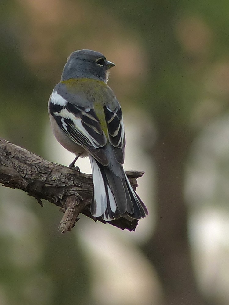 African Chaffinch (Tunisian) - ML75605261