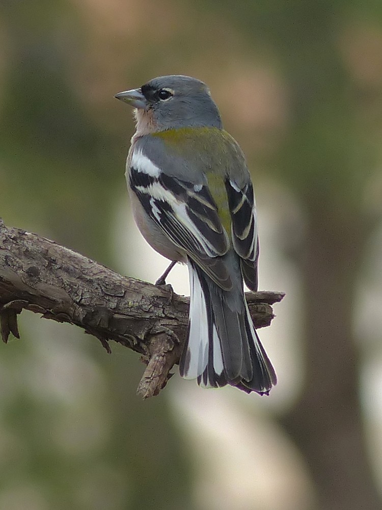 African Chaffinch (Tunisian) - ML75605271