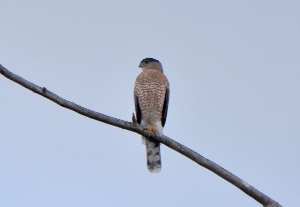 Cooper's Hawk - Carol Riddell