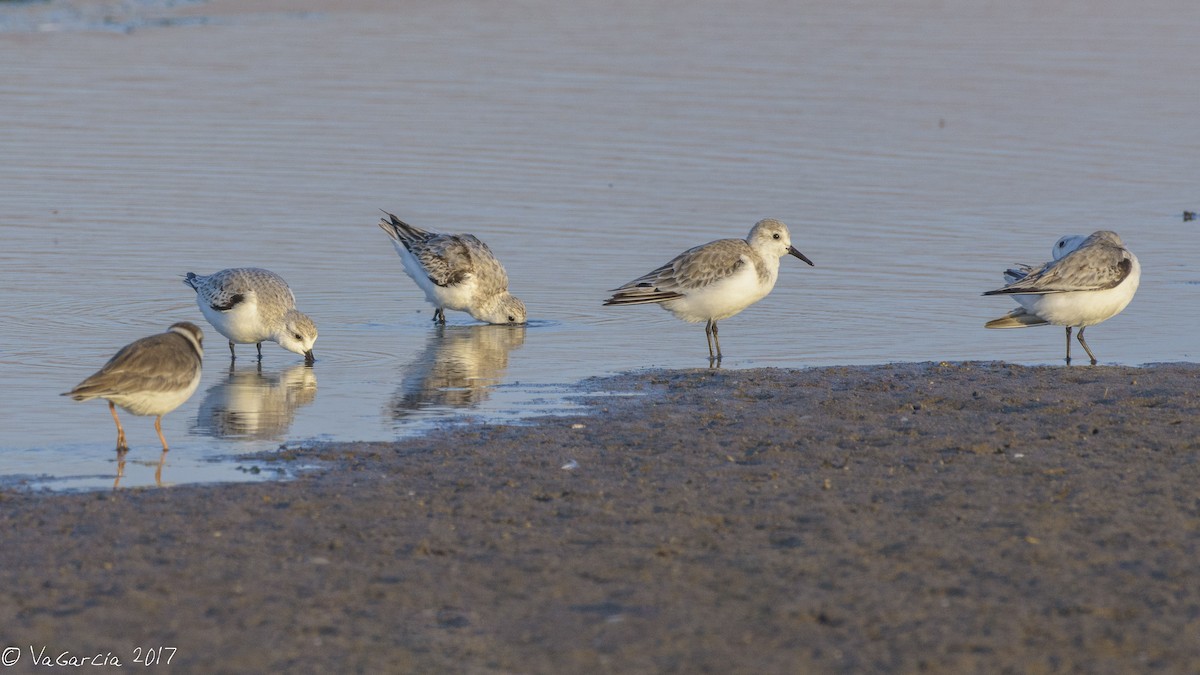 Sanderling - ML75606591