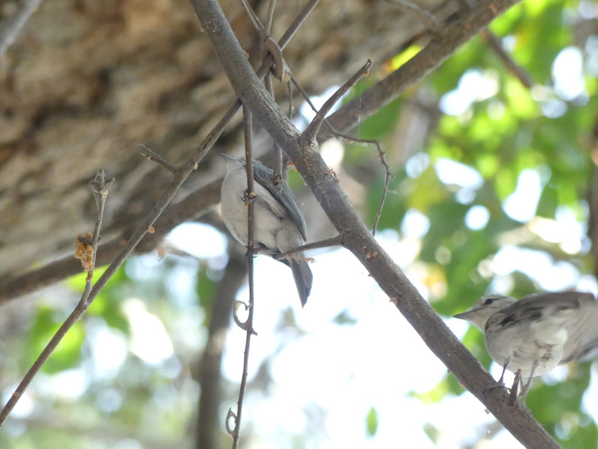 Ashy Flycatcher - Peter Dunwiddie