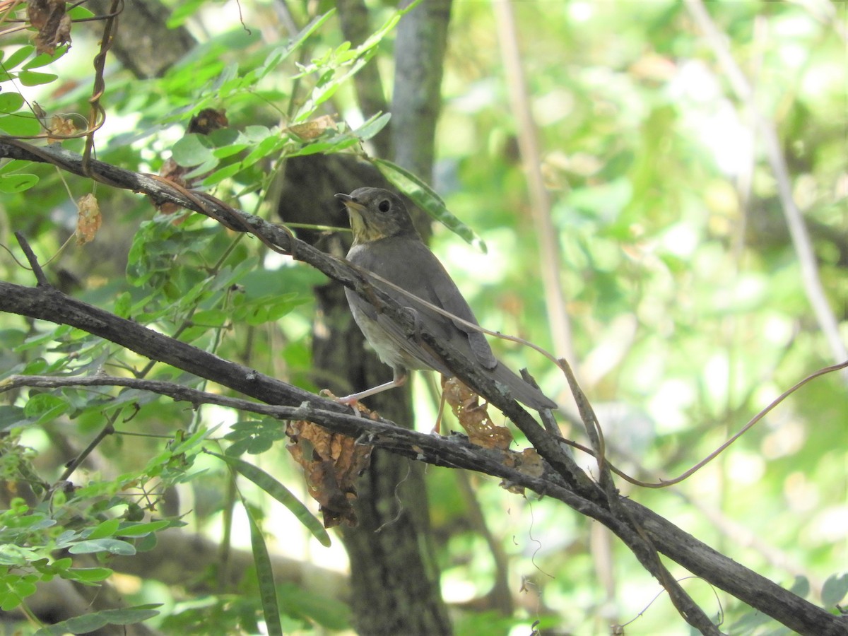 Gray-cheeked Thrush - ML75606931