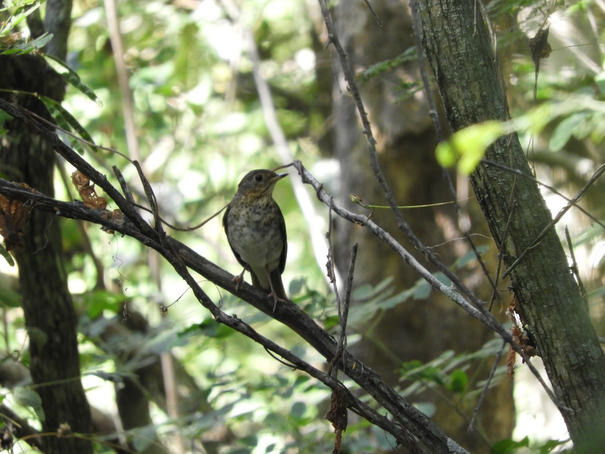 Gray-cheeked Thrush - ML75607081