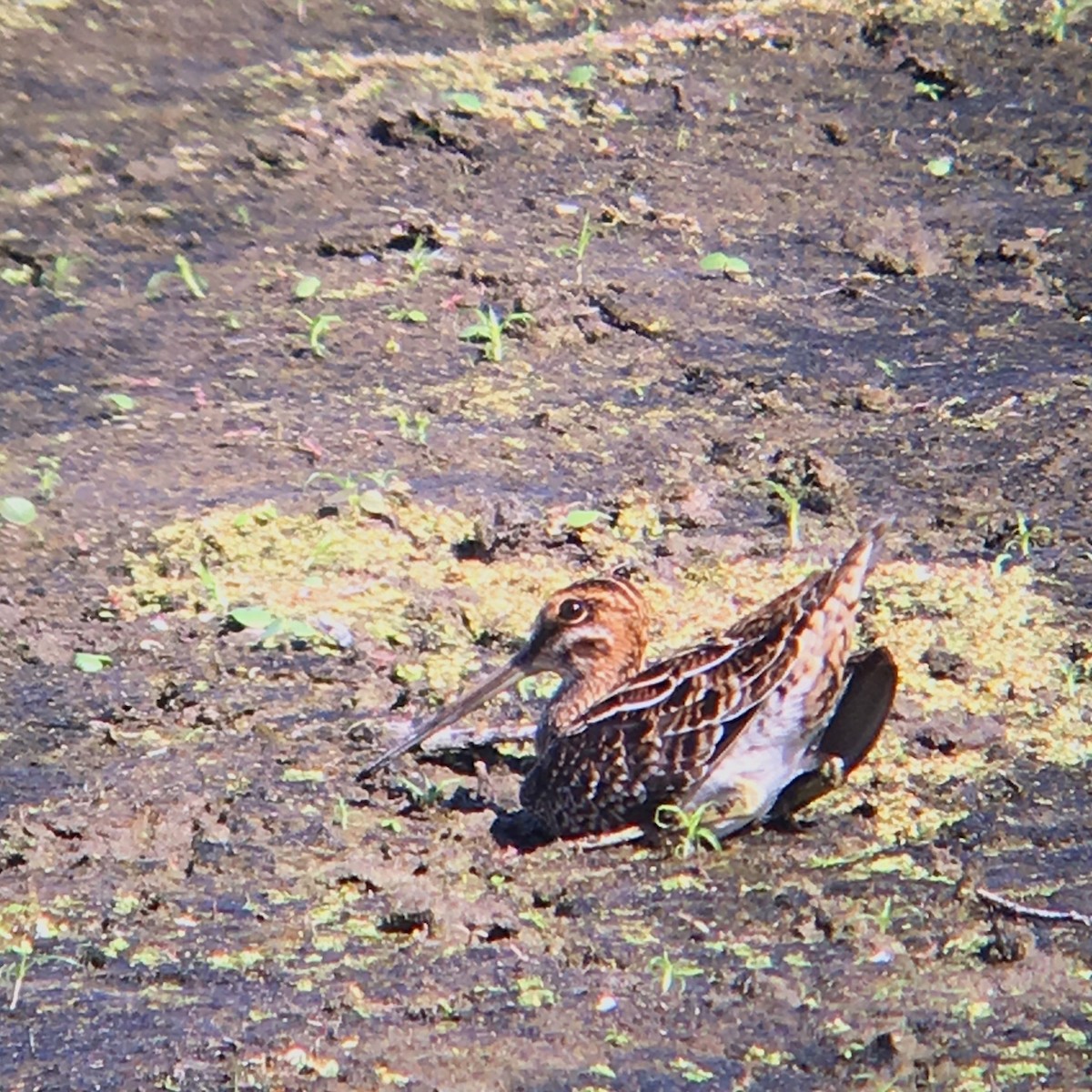 Wilson's Snipe - Mike Stewart