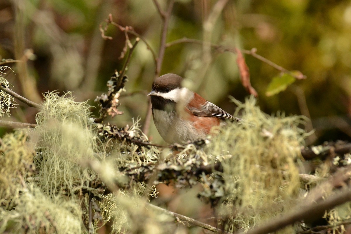 Chestnut-backed Chickadee - ML75608751