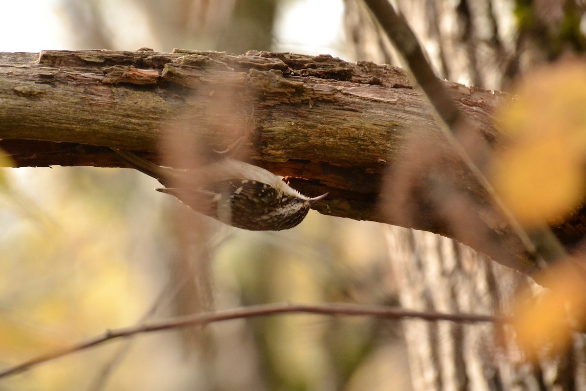 Brown Creeper - ML75608771