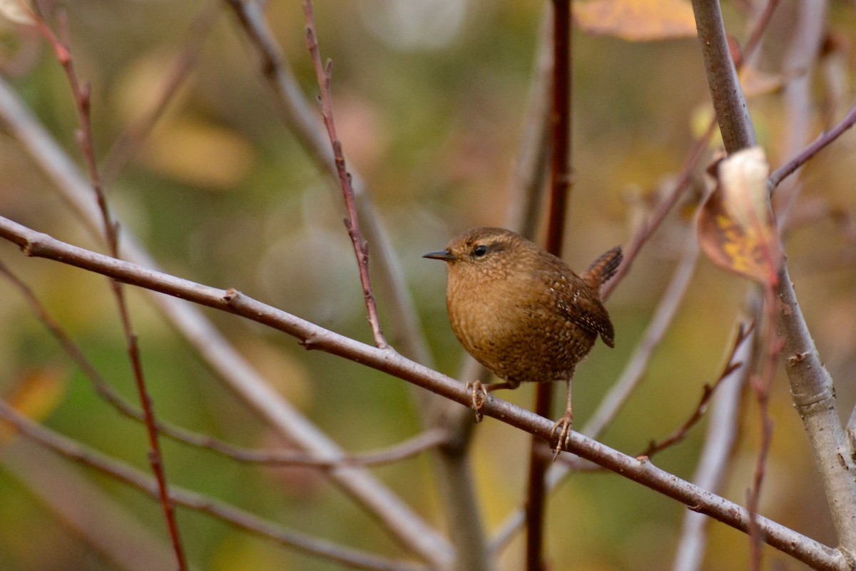 Pacific Wren - ML75608891