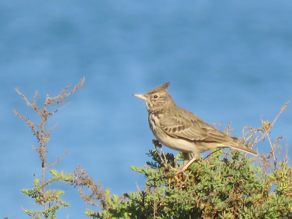 Crested Lark (Crested) - ML75615061