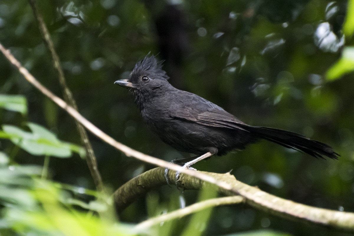 Tufted Antshrike - Luiz Carlos Ramassotti