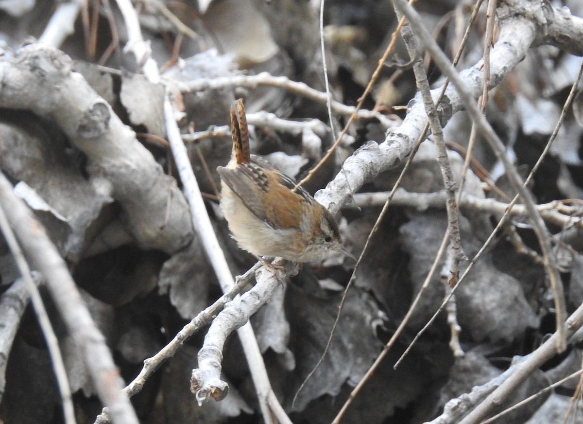 Marsh Wren - ML75615671