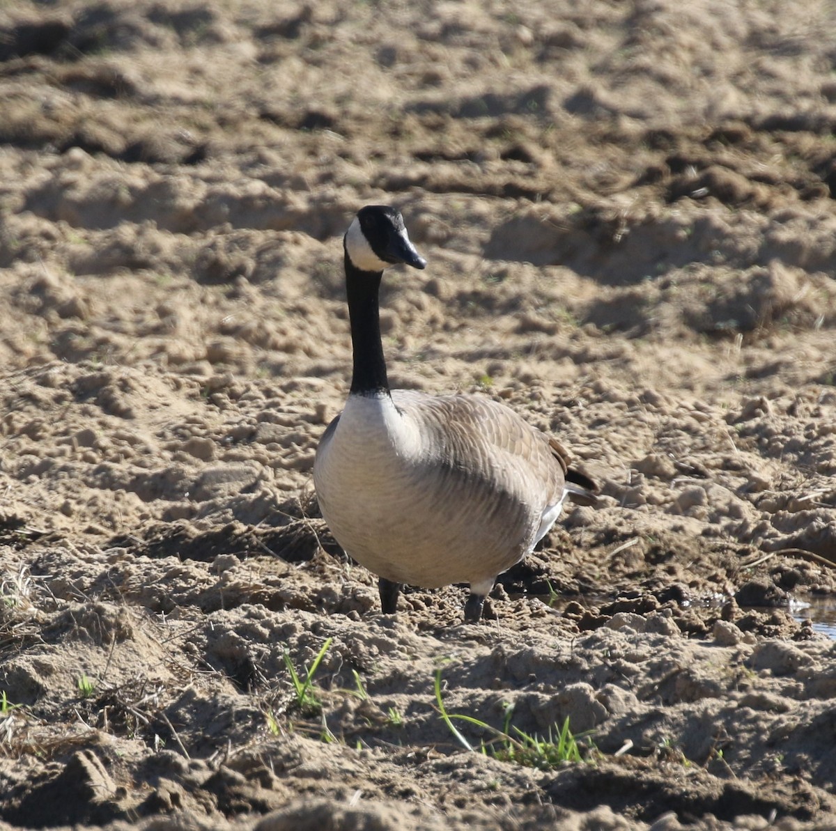 Canada Goose - Bruce  Purdy