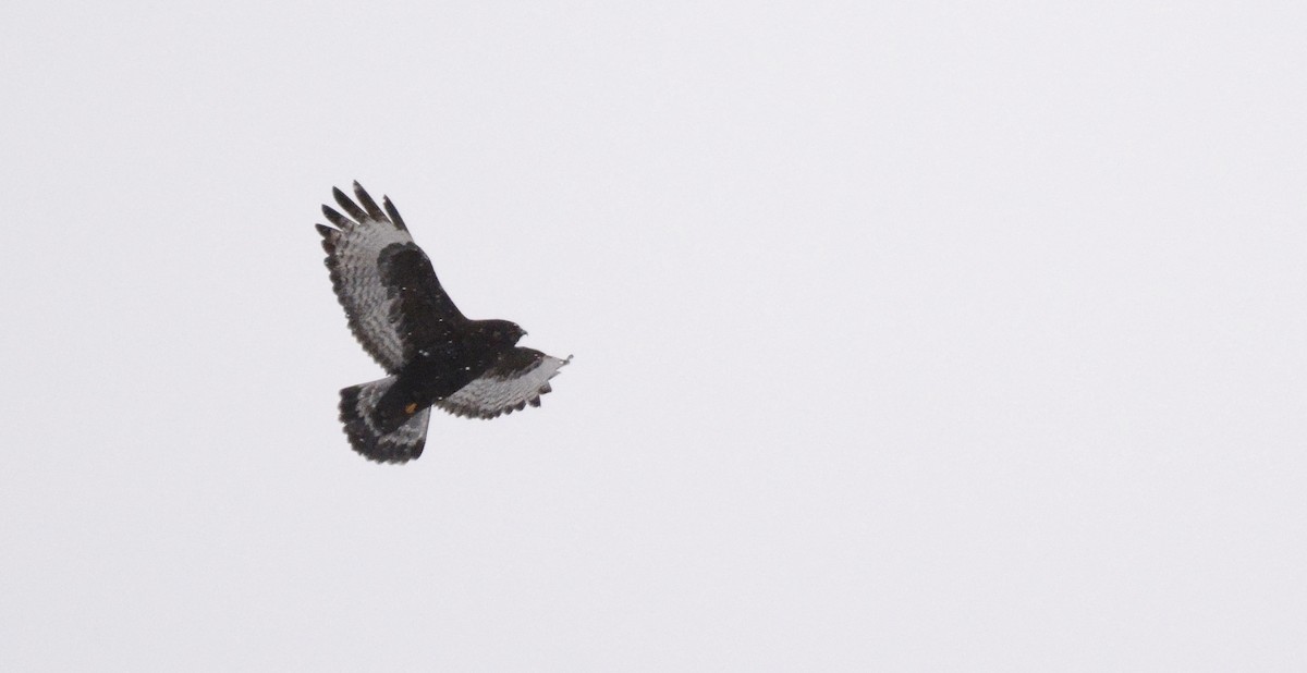 Rough-legged Hawk - Monica Siebert