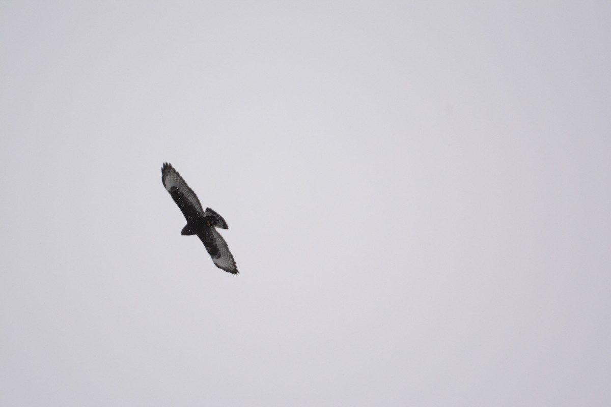 Rough-legged Hawk - ML75617841