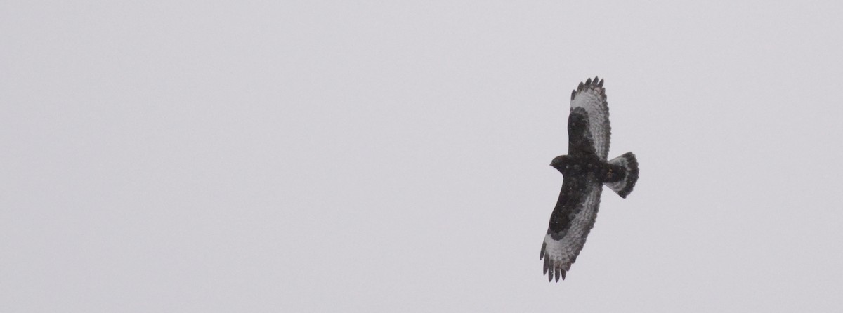 Rough-legged Hawk - ML75618301