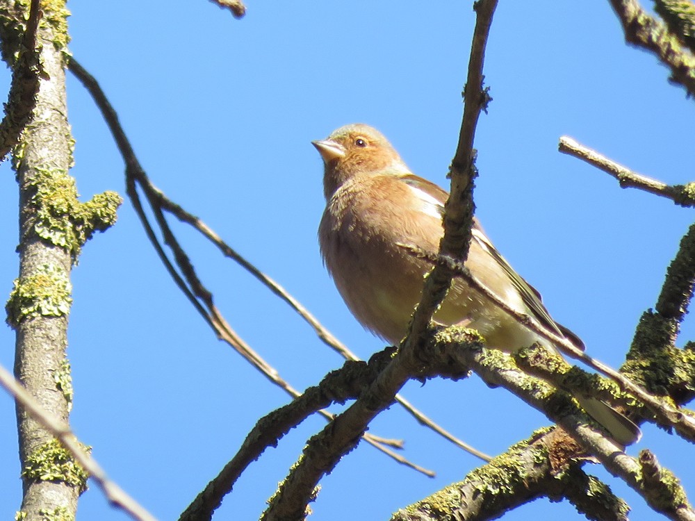 Common Chaffinch - ML75619471