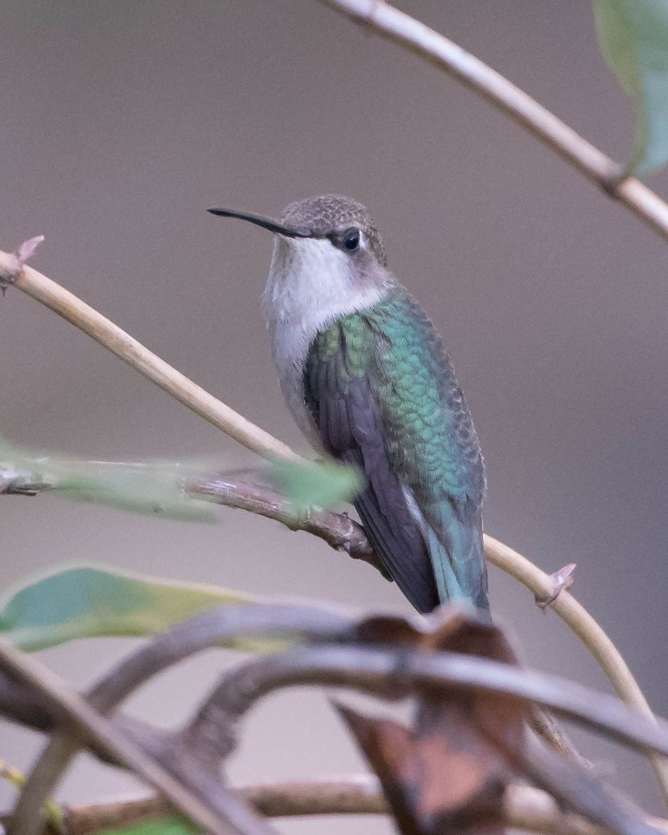 Ruby-throated/Black-chinned Hummingbird - Mary Catherine Miguez