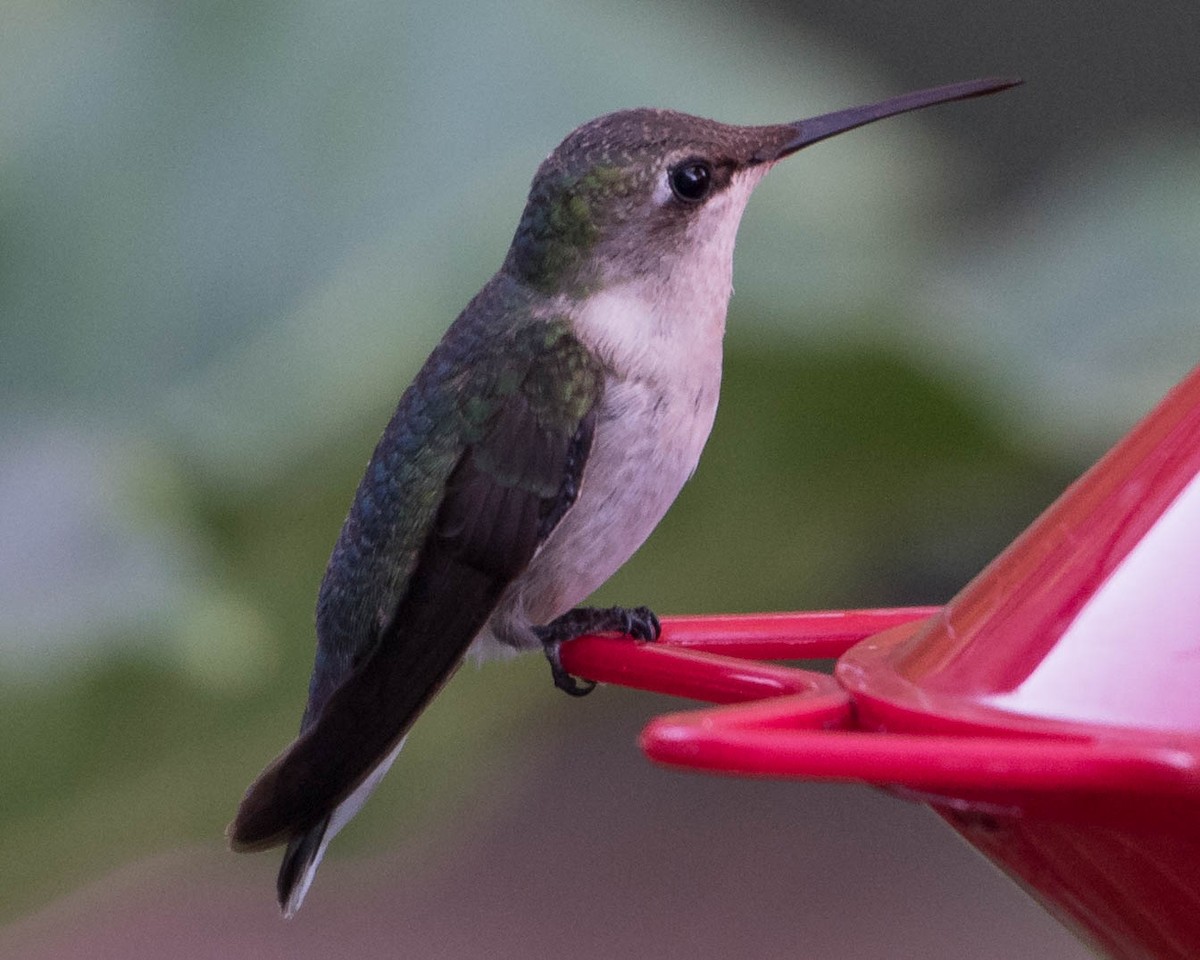 Colibri à gorge rubis ou C. à gorge noire - ML75619781