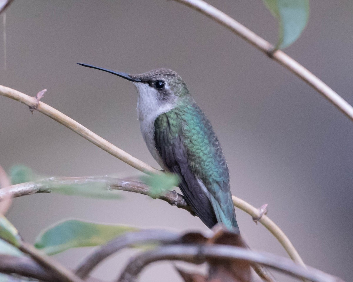 Ruby-throated/Black-chinned Hummingbird - Mary Catherine Miguez