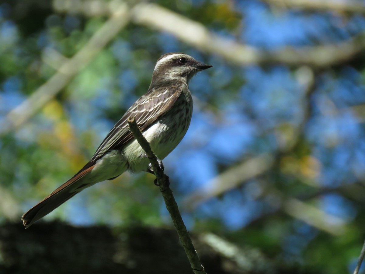 Variegated Flycatcher - ML75619851