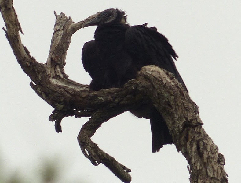 Black Vulture - ML75622591