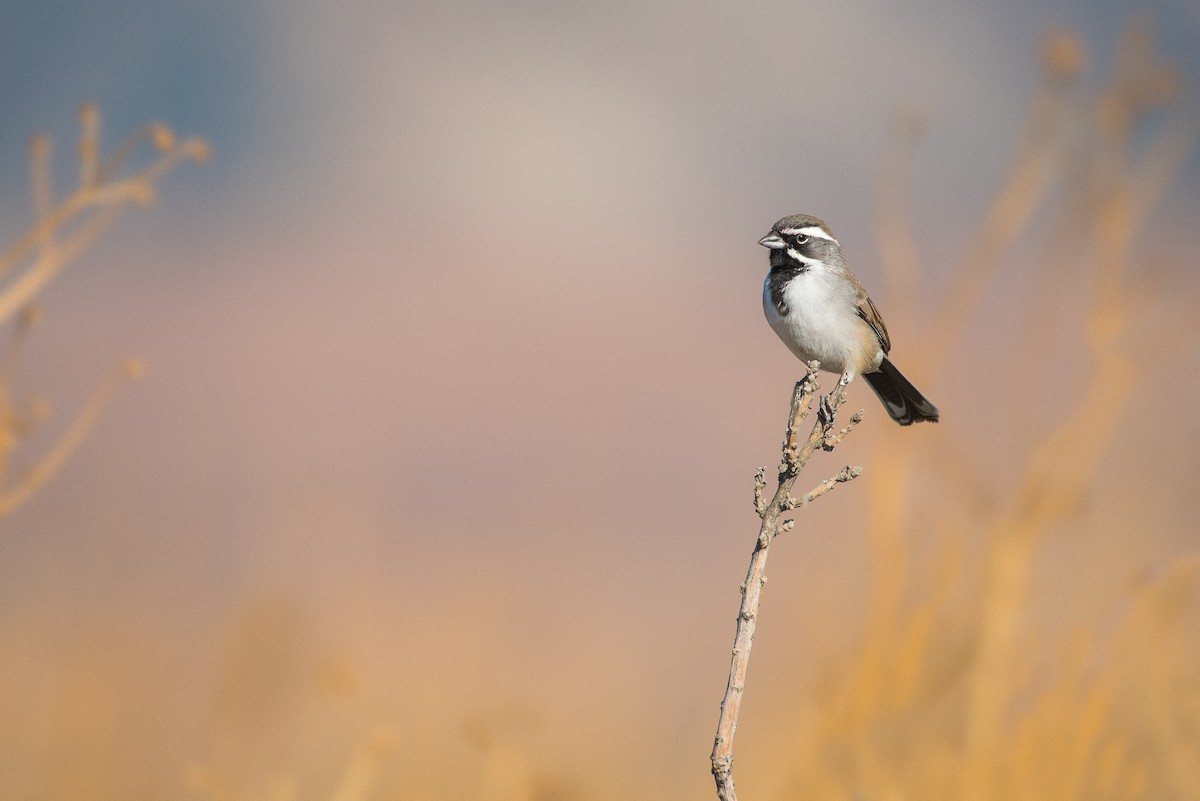 Black-throated Sparrow - ML75622811