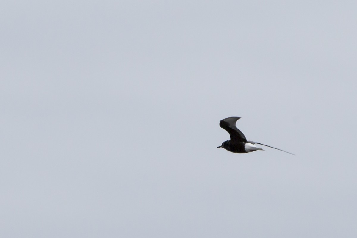 White-winged Tern - ML75623151