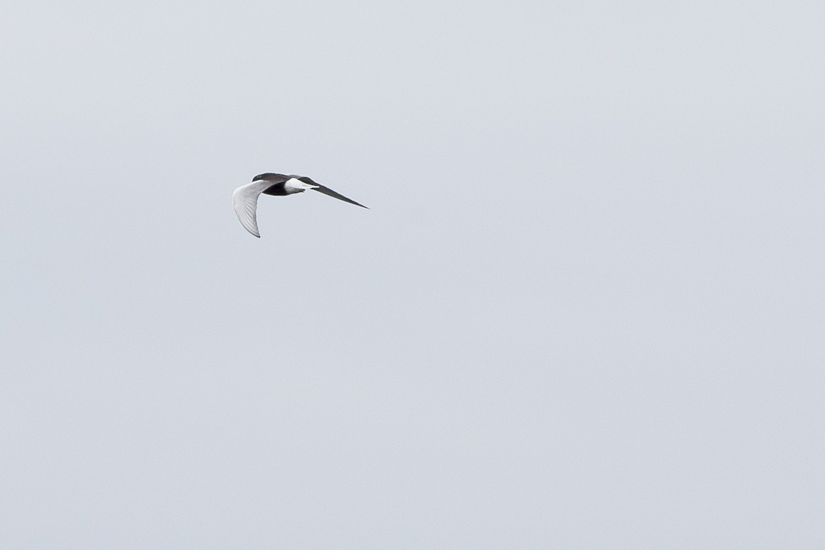 White-winged Tern - Peter Shelton