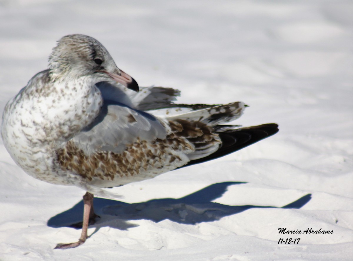 eBird Checklist - 18 Nov 2017 - Siesta Key - 7 species