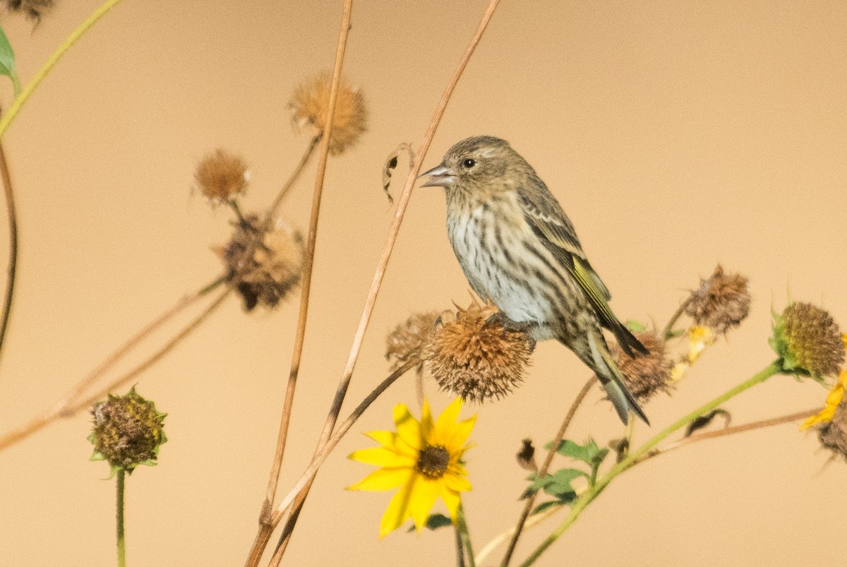 Pine Siskin - ML75623541