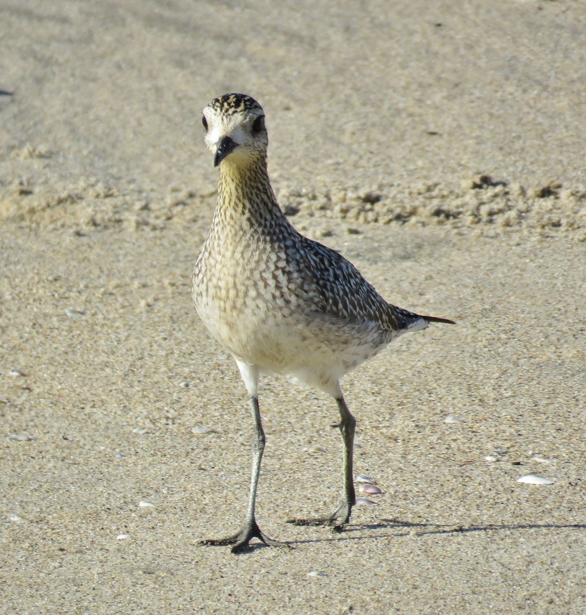 Pacific Golden-Plover - Michael Long