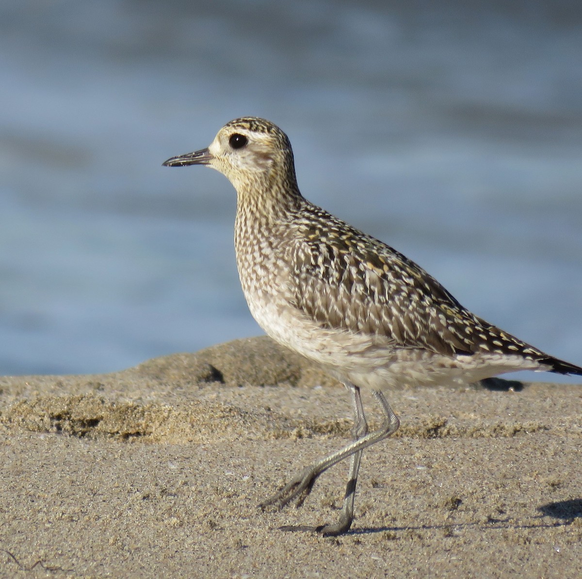 Pacific Golden-Plover - Michael Long