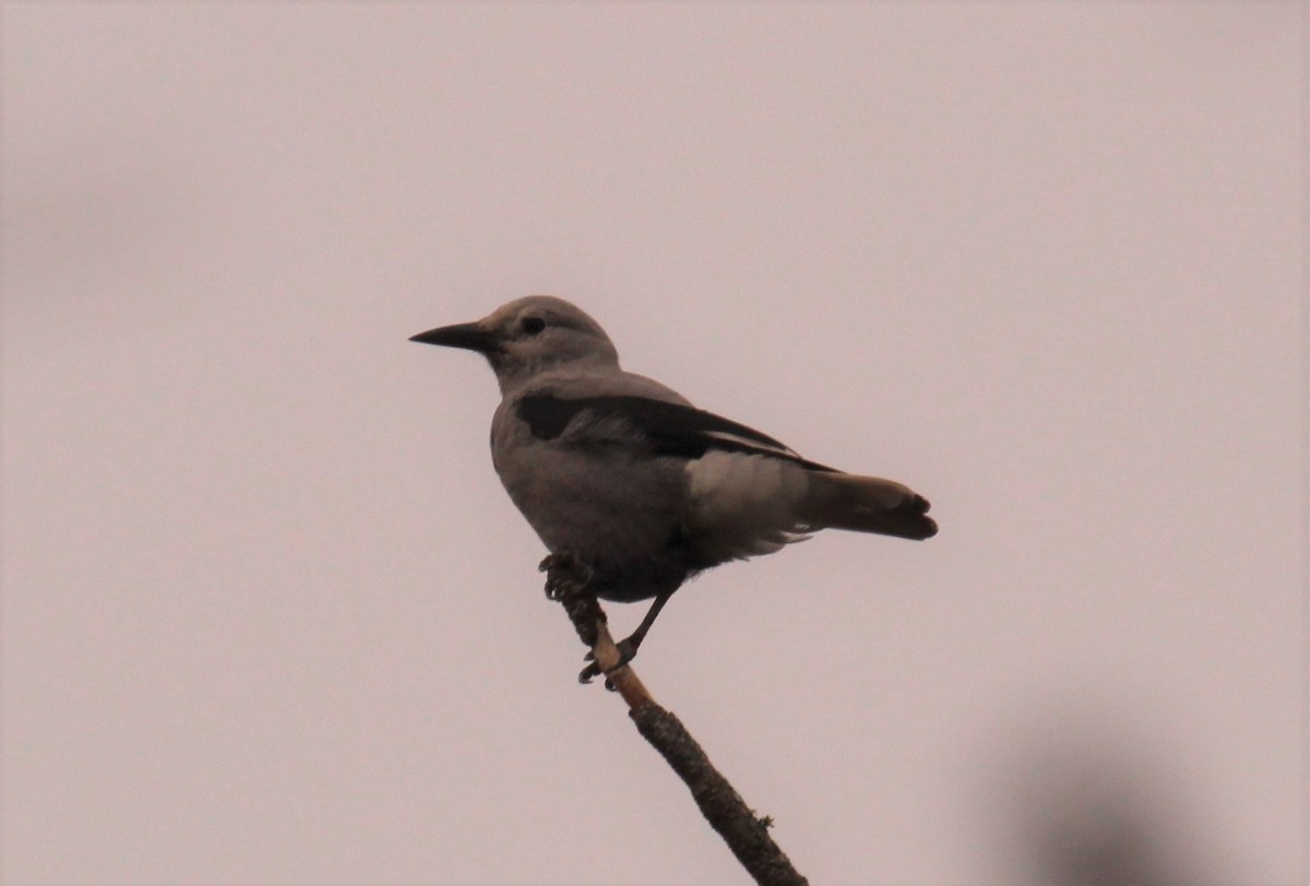 Clark's Nutcracker - Sandy Schreven